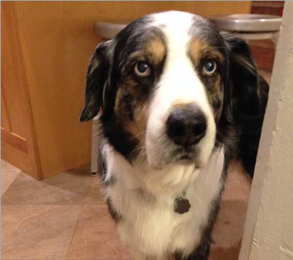 A Foster Dog's Journey: Adoption Update!